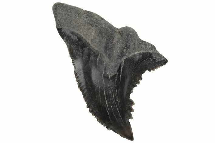 Snaggletooth Shark (Hemipristis) Tooth - South Carolina #211669